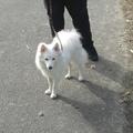honden foto Tommie-boy