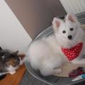 honden foto Tommie en onze kat Pruts, het begint te wennen (dag 3)