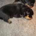 honden foto Pup alleen