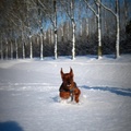 honden foto Pumba in de sneeuw