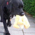 honden foto 