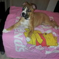 honden foto Gino 11 weken oud