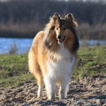 honden foto Lieffie @ 42 weken