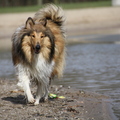 honden foto Bij de rijkerswoerdse plassen @ 50 weken