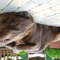 honden foto hahaha