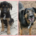 honden foto Mijn meisje is vandaag 2 geworden 17/03/13