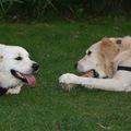 honden foto Best wel vermoeiend, dat spelen en Tibo vindt mijn speelgoed wel heel plezant !