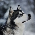 honden foto 