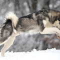 honden foto 
