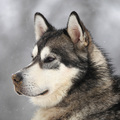 honden foto 