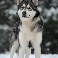 honden foto 