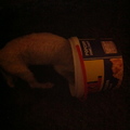 honden foto Lekker popcorn eten.