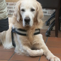 honden foto Tibootje mee in de cafetaria, is onze zondagse gewoonte..eerst flink wandelen en dan wat gaan drinken, Tibo hoor je niet...;-)