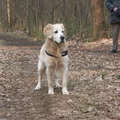 honden foto een hond in zicht....