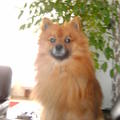 honden foto 