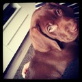 honden foto :)