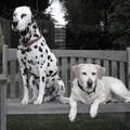 honden foto Zam de delmaat en Trix de Labrador gezellig op het bankje