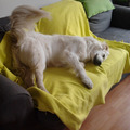 honden foto 