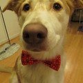 honden foto 