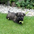 honden foto 