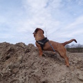 honden foto Op de uitkijk