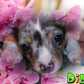 honden foto bewerking