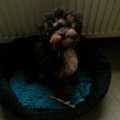 honden foto 