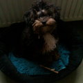 honden foto 
