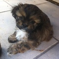honden foto Dit is Ginny,ons 2e pupje,een teefje,het is een mix shih tzu -Bichon Frisee . Geboren op 3 Maart 2013. Nog heel klein dus maar oh oh ,een slim ding . Nana en Ginny kunnen het heel goed samen vinden, daar Nana ook nog maar 8 maanden is kent ze haar krachten niet zo goed maar we houden ze steeds beide goed in het oog want Ginny is nog heel klein . 