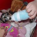 honden foto cute