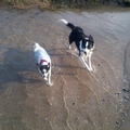 honden foto 