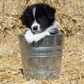 honden foto Dit is mijn nieuwe pup Borders make my day MAgical Wizzard of oz 'MACK'