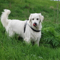 honden foto 
