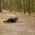 honden foto 