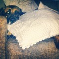 honden foto 