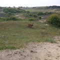 honden foto Noordwijkse duinen