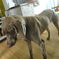 honden foto 