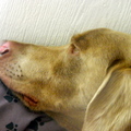 honden foto 