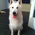 honden foto 
