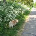 honden foto Raïsa langs de Torenweg.