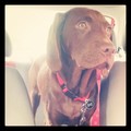 honden foto 