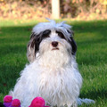 honden foto Misty