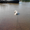 honden foto 