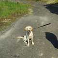 honden foto 