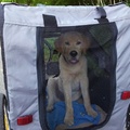 honden foto 