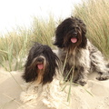 honden foto 