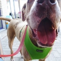 honden foto 