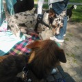 honden foto Mia is jaloers op Didi