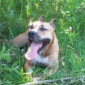 honden foto erra mn meisje x