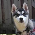 honden foto Skaraa 14,5 week (9-6-2013)